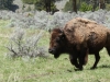 Time for the Bison to shed too