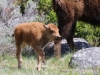 Young Bison are called Red Dogs