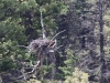 Osprey nest