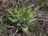 Green Gentian