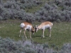 Pronghorns sparring