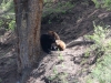 Mom Black Bear with 2 cinnamon cubs