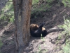 Nursing time for the cubs