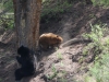 Playful cubs rolled down the hill frustrating mom