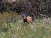 Cute cub