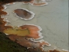 Colorful algae