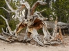 Tree sculpture