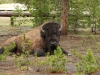 Bison taking a rest by Yellowstone Inn