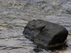 American Dipper