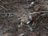Snowshoe Hare