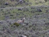 Big Horn Sheep