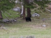 Mama Black Bear