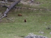 And her cubs