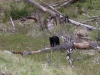 Waiting for her cub