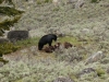 This Black Bear was busy working on a dead Bison