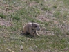 This one was very tiny