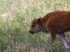 Love these Red Dogs - young bison