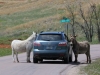 These burros must get handouts