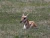 Resting Pronghorn