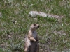 Mom Prairie Dog