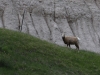 First Big Horn Sheep sighted in The Badlands