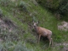 Mule Deer shedding winter coats