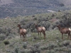 Elk shedding as well