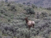Elk