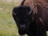 Really heavy coats on the Bison - Lacey met this one through our open van door