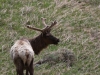 Male Elk in 'velvet'
