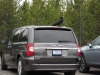Ravens are large in Yellowstone - photo by Susie