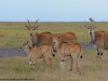These young eland were really cute.