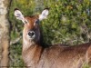 Female waterbuck