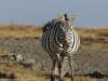 A very pregnant zebra