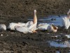 White pelicans enjoying the sun