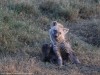 This young hyena and its siblings in Ol Pejeta were laying by the side of the road while their mom laid in the road to soak up the last of the heat before nightfall.