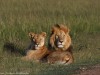 Now in Mara North Conservancy, there are an abundance of lions. This couple relaxed by the side of the road. I think he didn't want any of the other boys near her.
