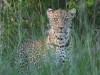 This leopard was watching us from the long grass