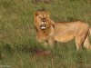 There were a lot of handsome males in Mara North