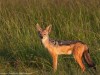 Jackals are always interesting to watch.  They are almost always in pairs and on a mission.
