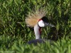 We were not sure if this grey crowned crane was sitting on eggs or not
