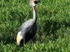 The grey crowned cranes are beautiful