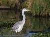 It is always interesting to see what is hanging out in the water. This is  grey heron.