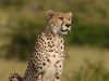 We could not believe how long Neema the cheetah posed for us