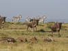 Eland, zebras and wildebeests enjoying Mara North Conservancy