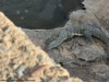 This monitor lizard was about to run and hide under the bridge
