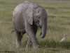 Young elephant with its egret friend