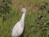 Although the egrets are quite common, their behavior is interesting to watch, especially when carefully walking around the elephants