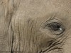 There was quite a bit of dust this year which can be irritating to the elephant's eyes