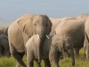 This mother appears to be resting her legs and trunk while keeping close contact with her youngster